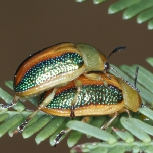 Calomela parilis at Throsby, ACT - 4 Mar 2022 02:32 PM