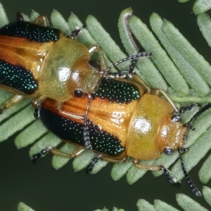 Calomela parilis at Throsby, ACT - 4 Mar 2022 02:32 PM