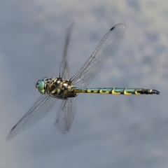 Hemicordulia australiae (Australian Emerald) at Gungahlin, ACT - 19 Jan 2022 by AlisonMilton