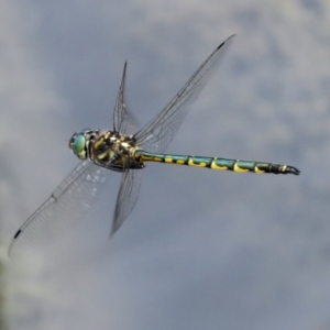 Hemicordulia australiae at Gungahlin, ACT - 19 Jan 2022 12:42 PM