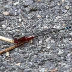 Xanthagrion erythroneurum (Red & Blue Damsel) at Gungahlin, ACT - 19 Jan 2022 by AlisonMilton