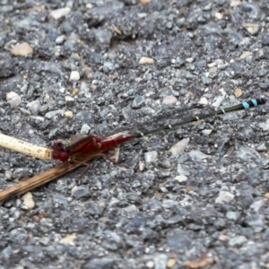 Xanthagrion erythroneurum at Gungahlin, ACT - 19 Jan 2022