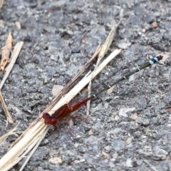 Xanthagrion erythroneurum at Gungahlin, ACT - 19 Jan 2022