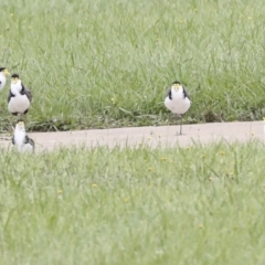 Vanellus miles (Masked Lapwing) at Ngunnawal, ACT - 19 Jan 2022 by AlisonMilton