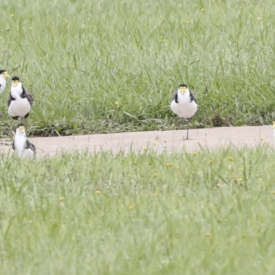 Vanellus miles (Masked Lapwing) at Ngunnawal, ACT - 19 Jan 2022 by AlisonMilton