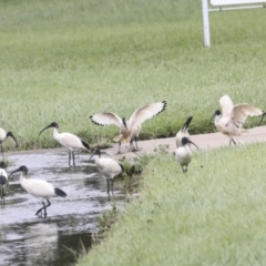 Threskiornis molucca (Australian White Ibis) at Ngunnawal, ACT - 19 Jan 2022 by AlisonMilton