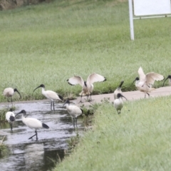 Threskiornis molucca at Ngunnawal, ACT - 19 Jan 2022 12:55 PM