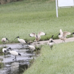 Threskiornis molucca at Ngunnawal, ACT - 19 Jan 2022 12:55 PM