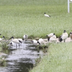 Threskiornis molucca at Ngunnawal, ACT - 19 Jan 2022 12:55 PM