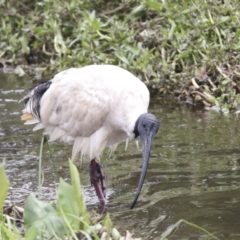 Threskiornis molucca at Ngunnawal, ACT - 19 Jan 2022