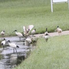 Threskiornis molucca at Ngunnawal, ACT - 19 Jan 2022