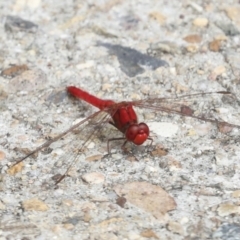 Diplacodes haematodes (Scarlet Percher) at Ngunnawal, ACT - 19 Jan 2022 by AlisonMilton