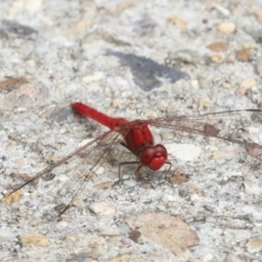 Diplacodes haematodes at Ngunnawal, ACT - 19 Jan 2022 01:04 PM