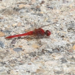 Diplacodes haematodes at Ngunnawal, ACT - 19 Jan 2022 01:04 PM