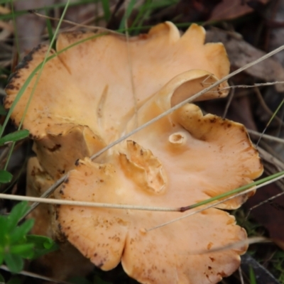 Unidentified Fungus at Moruya, NSW - 4 Mar 2022 by LisaH