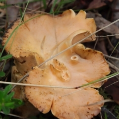 Unidentified Fungus (TBC) at Moruya, NSW - 4 Mar 2022 by LisaH