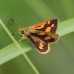 Ocybadistes walkeri (Green Grass-dart) at Moruya, NSW - 5 Mar 2022 by LisaH