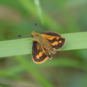 Ocybadistes walkeri at Moruya, NSW - 5 Mar 2022