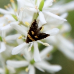 Glyphipterix chrysoplanetis (A Sedge Moth) at Broulee, NSW - 5 Mar 2022 by LisaH