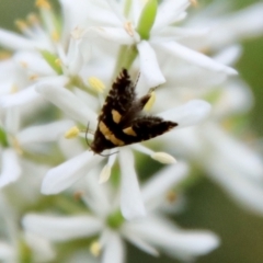Unidentified Moth (Lepidoptera) (TBC) at Broulee, NSW - 5 Mar 2022 by LisaH