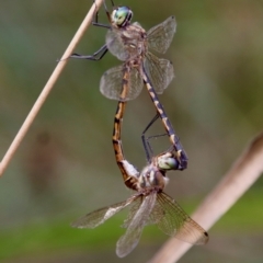Unidentified Dragonfly (Anisoptera) (TBC) at Moruya, NSW - 5 Mar 2022 by LisaH