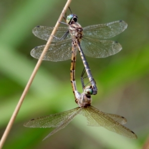 Hemicordulia australiae at BA124 - 5 Mar 2022