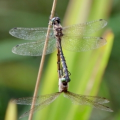 Hemicordulia australiae at BA124 - 5 Mar 2022