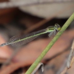 Unidentified Damselfly (Zygoptera) (TBC) at Moruya, NSW - 5 Mar 2022 by LisaH