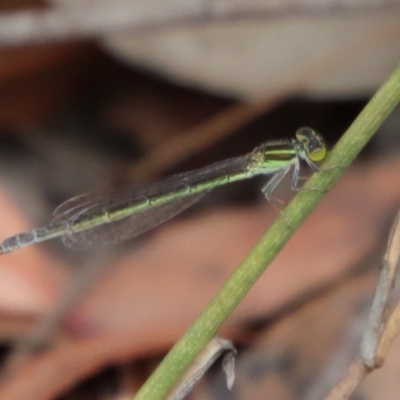 Unidentified Damselfly (Zygoptera) at Moruya, NSW - 5 Mar 2022 by LisaH