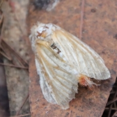 Unidentified Moth (Lepidoptera) at Moruya, NSW - 5 Mar 2022 by LisaH