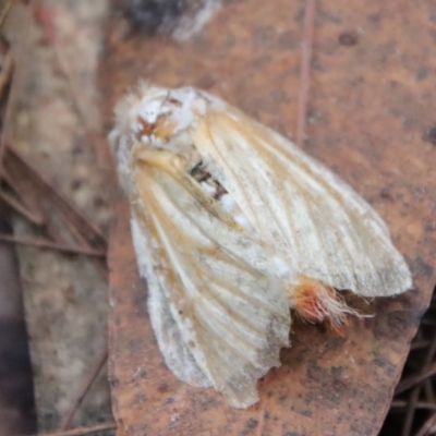 Unidentified Moth (Lepidoptera) at Moruya, NSW - 5 Mar 2022 by LisaH