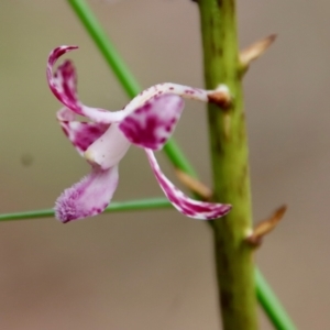 Dipodium variegatum at Moruya, NSW - 5 Mar 2022