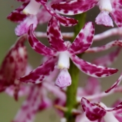 Dipodium variegatum at Moruya, NSW - 5 Mar 2022