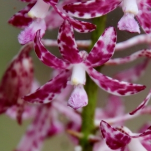 Dipodium variegatum at Moruya, NSW - 5 Mar 2022