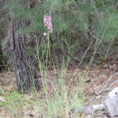 Dipodium variegatum at Moruya, NSW - 5 Mar 2022