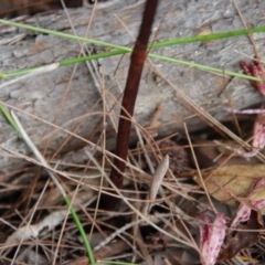 Dipodium variegatum at Moruya, NSW - 5 Mar 2022