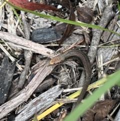 Pseudemoia entrecasteauxii (Woodland Tussock-skink) at Namadgi National Park - 4 Mar 2022 by SimoneC