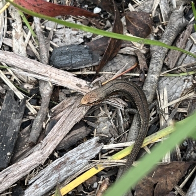 Pseudemoia entrecasteauxii (Woodland Tussock-skink) at Cotter River, ACT - 4 Mar 2022 by SimoneC