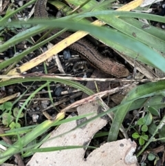 Pseudemoia entrecasteauxii at Cotter River, ACT - 4 Mar 2022