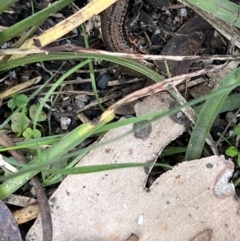 Pseudemoia entrecasteauxii at Cotter River, ACT - 4 Mar 2022 11:48 AM