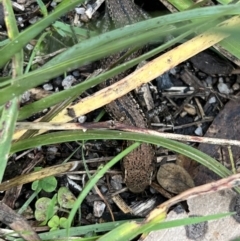 Pseudemoia entrecasteauxii at Cotter River, ACT - 4 Mar 2022 11:48 AM