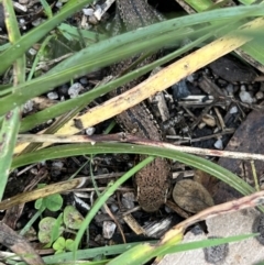 Pseudemoia entrecasteauxii at Cotter River, ACT - 4 Mar 2022