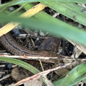 Pseudemoia entrecasteauxii at Cotter River, ACT - 4 Mar 2022