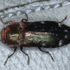 Diphucrania marmorata (Jewel beetle) at Goorooyarroo NR (ACT) - 4 Mar 2022 by jb2602