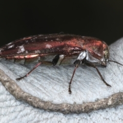 Diphucrania marmorata at Throsby, ACT - 4 Mar 2022