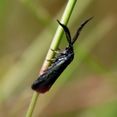 Unidentified Other moth at Moruya, NSW - 5 Mar 2022 by LisaH