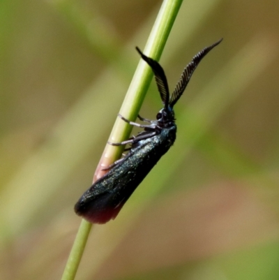 Unidentified Other moth at Moruya, NSW - 5 Mar 2022 by LisaH