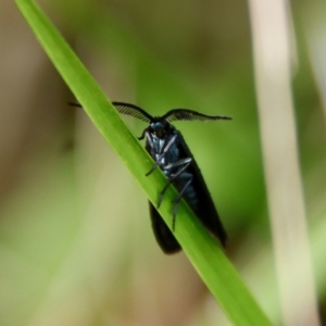 Pollanisus (genus) at Moruya, NSW - suppressed