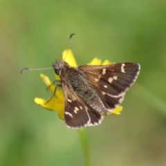 Pasma tasmanica (Two-spotted Grass-skipper) at QPRC LGA - 5 Mar 2022 by LisaH