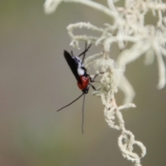 Braconidae (family) (Unidentified braconid wasp) at QPRC LGA - 5 Mar 2022 by LisaH